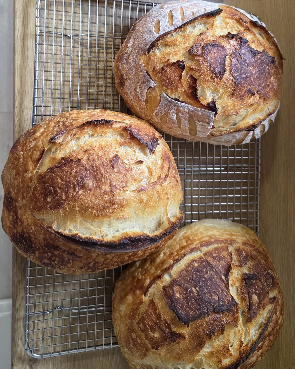 Scored sourdough loaves baked in class